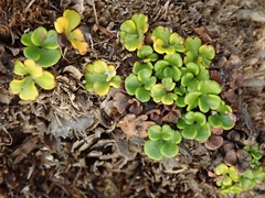 Azorella hydrocotyloides