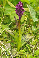 Dactylorhiza majalis