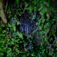Arachnocampa luminosa