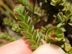 Pimelea traversii traversii