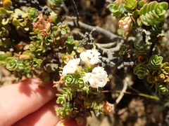Pimelea traversii traversii