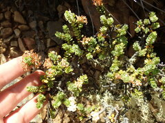 Pimelea traversii traversii
