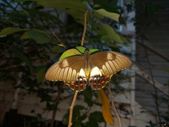 Papilio aegeus aegeus