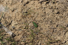 Cicindela campestris