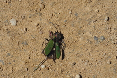 Cicindela campestris