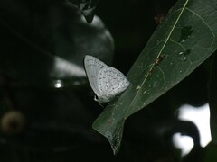 Eirmocides absimilis