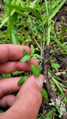Epilobium pictum