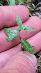 Epilobium pictum