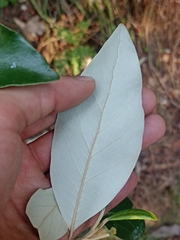 Olearia avicenniifolia