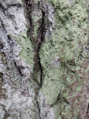 Lecanoromycetes