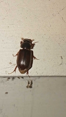 Acrossidius tasmaniae