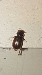 Acrossidius tasmaniae