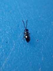 Encyrtidae