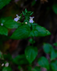Nemesia floribunda