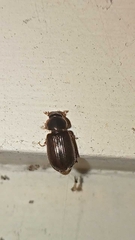 Acrossidius tasmaniae