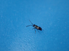 Encyrtidae