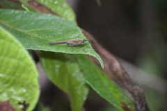 Scelimena novaeguineae