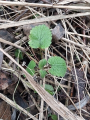 Lamium maculatum