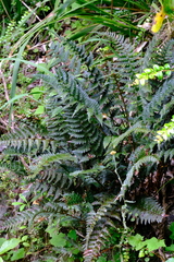Polystichum oculatum