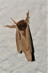 Lebedodes rufithorax