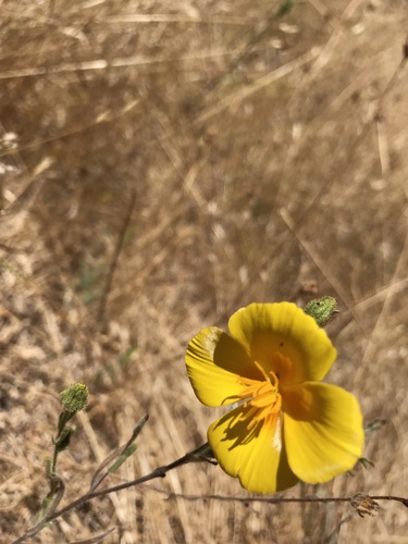 iNaturalist observation photo of California poppy