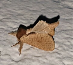Lebedodes rufithorax