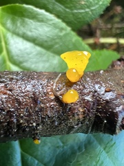Dacrymycetaceae