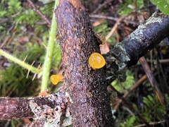 Dacrymycetaceae