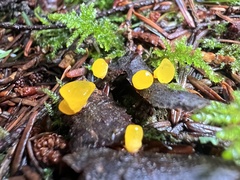 Dacrymycetaceae