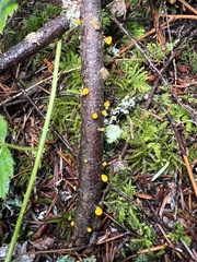 Dacrymycetaceae