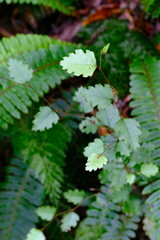 Nothofagus fusca