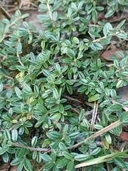 Cotoneaster microphyllus