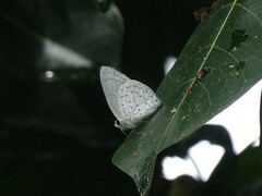 Eirmocides absimilis