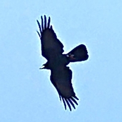 Corvus macrorhynchos levaillantii