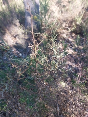 Genista tridentata