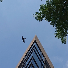 Corvus macrorhynchos levaillantii