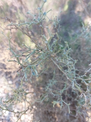Genista tridentata