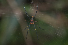 Nephila