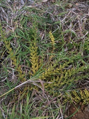 Thesium australe
