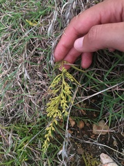 Thesium australe
