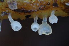 Calyptella capula