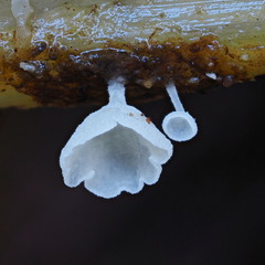 Calyptella capula