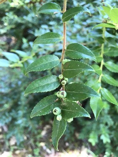 iNaturalist observation photo of Evergreen Huckleberry