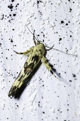 Stathmopoda