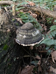 Fomitopsis ochracea