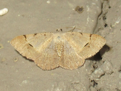 Frederickia flaviterminata