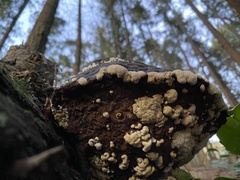 Fomitopsis ochracea