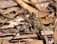 Eusynthemis brevistyla