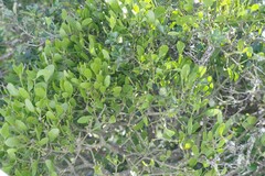 Viscum rotundifolium