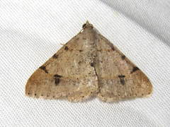 Frederickia flaviterminata